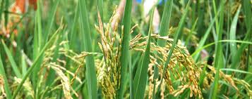 Agro Products Manufacturer Supplier Wholesale Exporter Importer Buyer Trader Retailer in Mumbai Maharashtra India